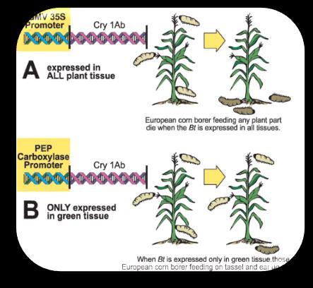 cisgenesi - metodo biolistico COS È UN OGM?