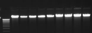 NanoChip Total RNA RT PCR e qpcr Deviazione