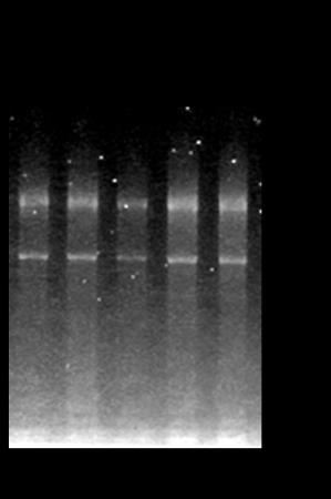 Diluizioni seriali cdna (1:1, 1:10, 1:100,