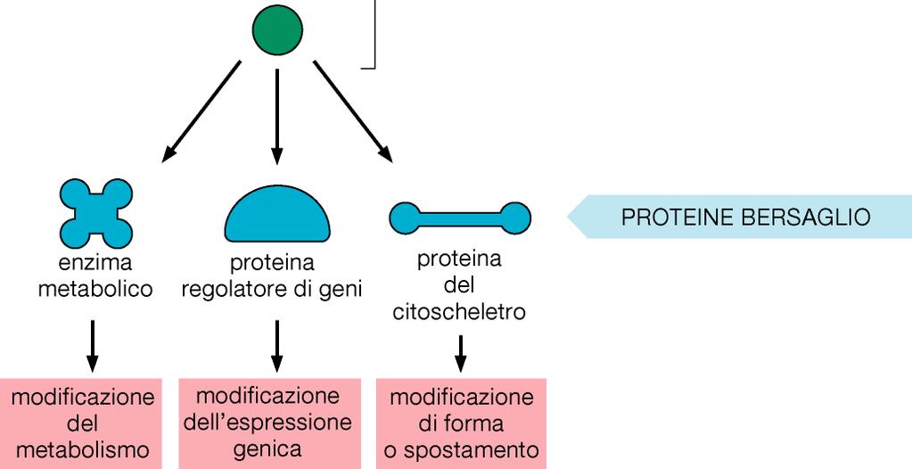 intracellulari influenzando