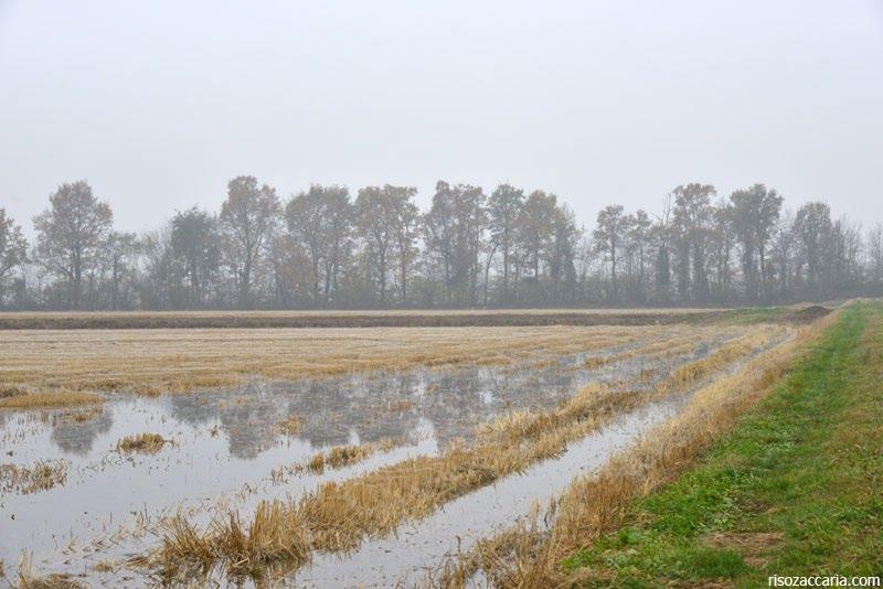 autunno-vernini da sovescio: 180