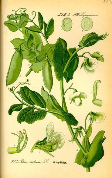 Esperimenti di Mendel Per studiare le leggi dell ereditarietà, Mendel adottò come organismo modello la pianta di pisello odoroso (Pisum sativum) perché possedeva importanti