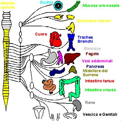 Midollo spinale occhio Mucosa