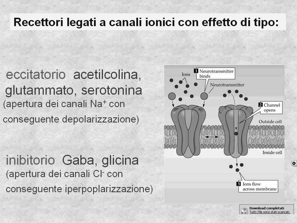 Recettori canale (ionotropi) Recettori canale sono canali ionici la cui apertura è modulata dall interazione con specifici trasmettitori endogeni la loro attivazione determina RAPIDI cambiamenti