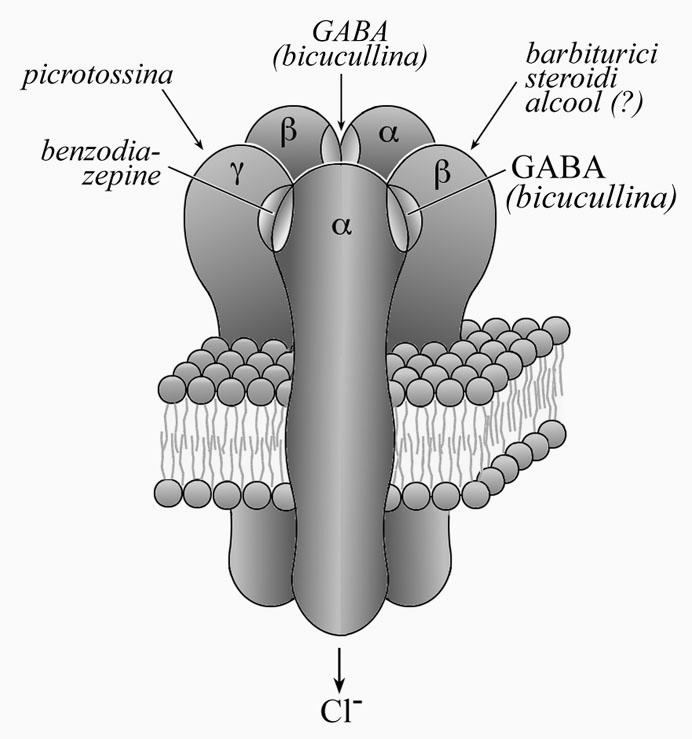 Recettore per il GABA: localizzato neuroni del SNC di tipo inibitorio post-sinaptico.