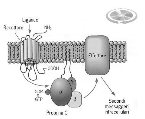 Recettori accoppiati alle Proteine G Famiglia numerosa che comprende la maggior parte dei recettori noti, fra cui il recettore muscarinico dell acetilcolina, i recettori dell adrenalina, i recettori
