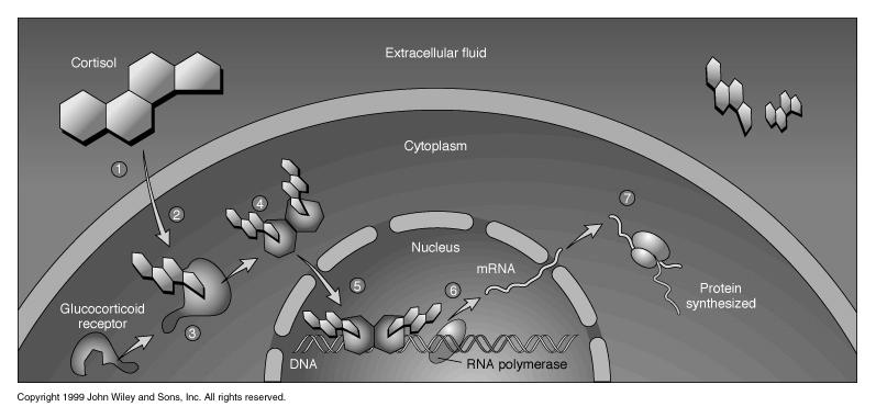 Recettori intracellulari RECETTORI INTRACELLULARI Sono recettori talvolta MOBILI Dispersi nel CITOPLASMA Talvolta ASSOCIATI AL NUCLEO RECETTORI INTRACELLULARI Ligandiendogeni: Sono i recettori per