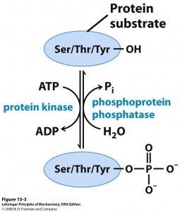 Modificazione covalente delle proteine: la fosforilazione. Il tipo di modificazione più largamente utilizzato: fosforilazione di un residuo amminoacidico.