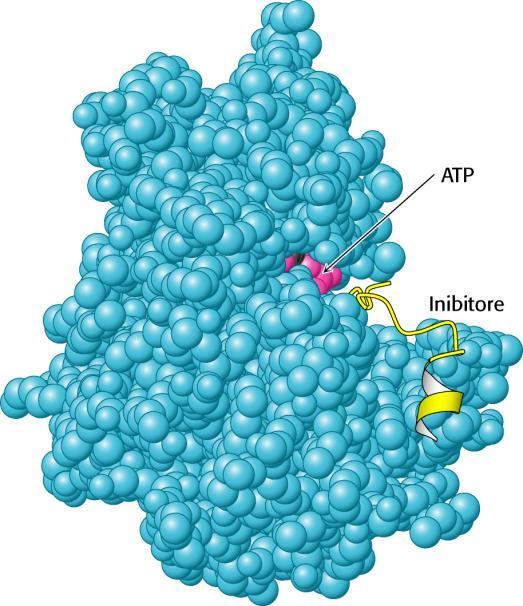 Legame di un peptide pseudosubstrato alla PKA La struttura della subunità catalitica della PKA assieme ad un peptide inibitore di 20 aa (giallo) è stata determinata mediante cristallografia ai raggi