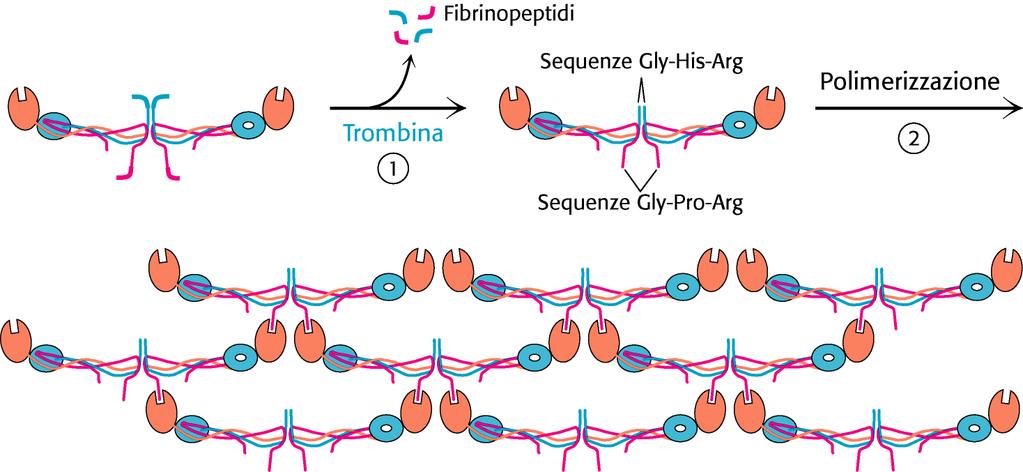 Il fibrinogeno viene convertito dalla trombina in coaguli di fibrina Struttura del