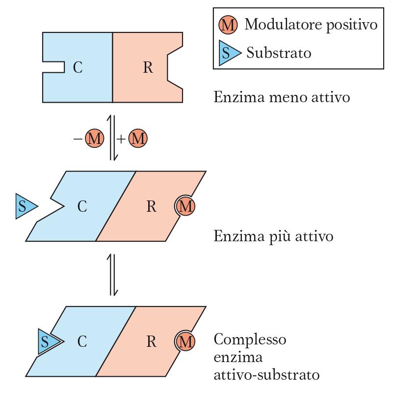 Il controllo allosterico degli enzimi Gli enzimi allosterici: 2 o più subunità: ogni subunità possiede un sito di legame (sito catalitico) (C) del substrato ed uno o più siti regolatori (siti