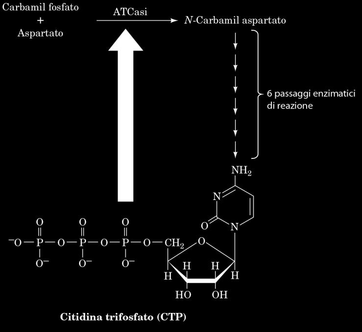 La aspartato transcarbammilasi (ATCasi) Esempio di enzima regolatore sottoposto a regolazione allosterica.