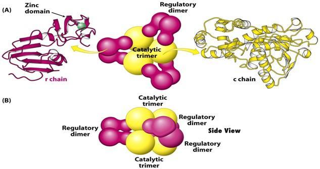 Struttura quaternaria dell ATCasi Struttura C6R6 6 subunità catalitiche (C) 6 subunità regolatorie (R) Stechiometria 2 C3 + 3 R2 Trattamenti permettono