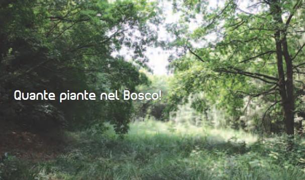 Codice attività: BN22 OBIETTIVI Le piante sono l elemento caratterizzante di ogni bosco. Sono la prima componente che affiora nella mente se si pensa ad esso.