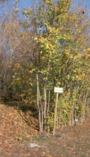 ambientale, ingegneria naturalistica, ecc.