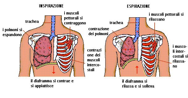 Gabbia