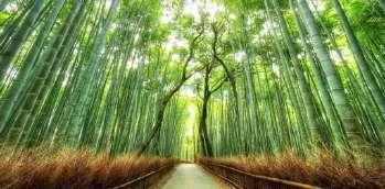 Oggi dedicheremo la mattina alla visita del tranquillo quartiere Arashiyama. Insieme dedicheremo una breve visita al giardino di Tenryuji per poi accedere alla foresta di bamboo.
