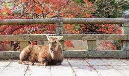 sacri e il tempio Todai-ii Dopo una passeggiata nel piccolo quartiere di Naramachi, ci sposteremo ad Inari per visitare il fantastico Santuario shintoista Fushimi Inari, uno dei simboli nipponici,