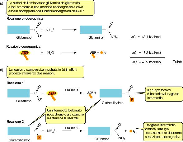 Termodinamica 31 FADH 2 : flavina