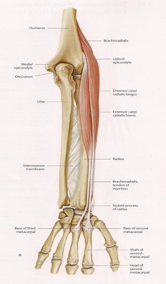 Estensore radiale breve del carpo (Extensor carpi radialis brevis) Origine: