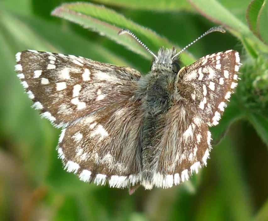 Pirgo comune della malva Pyrgus