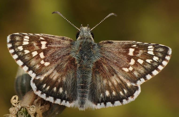 Pyrgus malvoides Pyrgus armoricanus Piccolo, con