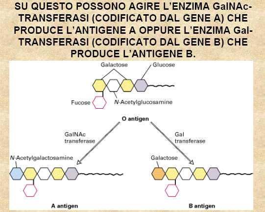 determinano i gruppi