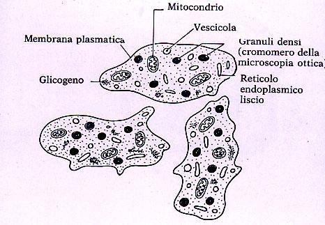 Lisosomi (granuli