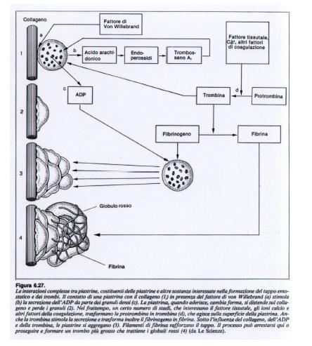 1. Adesione al collageno (integrina alfa2beta1, glicoproteina GPVI e complesso recettoriale Ib/IX/V+vWF) 2.