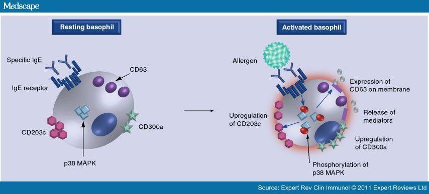 I basofili possono essere attivati da una varietà di stimolazioni: interleuchine (IL5, IL6), citochine (SCF), IgE.