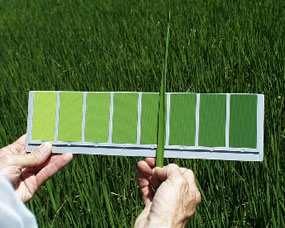 Leaf colour chart Surplus di azoto è difficilmente individuabile come conseguenza della saturazione delle clorofille Caratteristiche della chioma e background influenzano fortemente