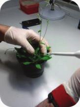 我系的植物 生理组是创新中 心的 一部分 它处理基础和应用研究,
