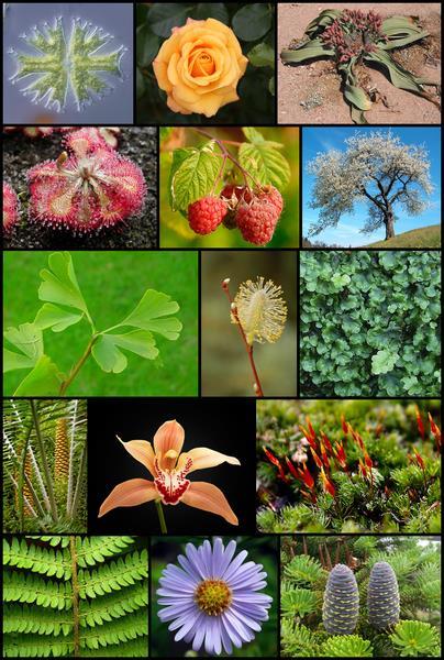 Caratteristiche del regno delle piante Il regno delle piante è formato dagli organismi: Autotrofi