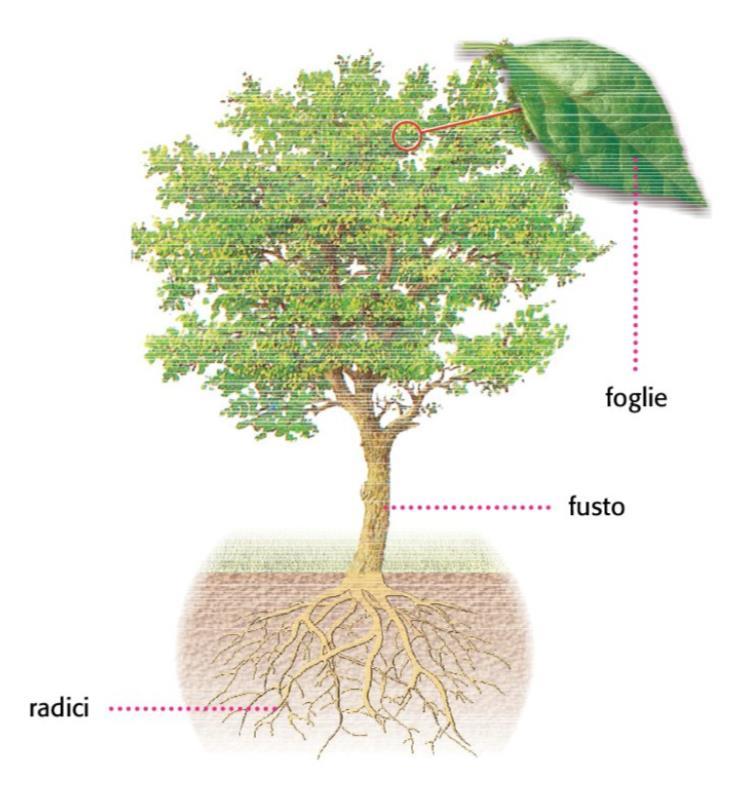 Caratteristiche del regno delle piante La maggior parte delle piante ha un sistema di canali detti vasi che portano le sostanze nutritive in tutto l organismo.