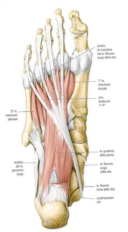 Origine: Bordo mediale dei 4 tendini di inserzione del muscolo flessore lungo delle dita