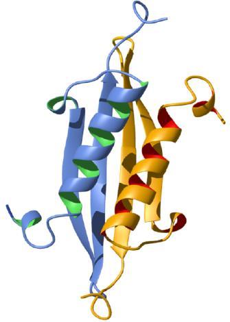Effetto idrofobico innesca il folding proteico Folding G = 20 60 kj mol 1 Unfolded protein disordered (high entropy) few noncovalent (enthalpic) interactions Folded protein highly ordered (low