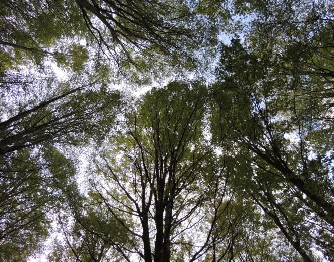 Che cosa faremo : Escursioni sui sentieri alla scoperta della natura Educazione ambientale con laboratori manuali nell'aula didattica Giochi sui 5 sensi nel bosco Orientamento e lettura della carta