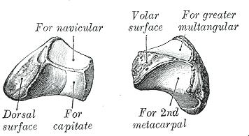 Carpo Fila distale Trapezoide Faccia volare: