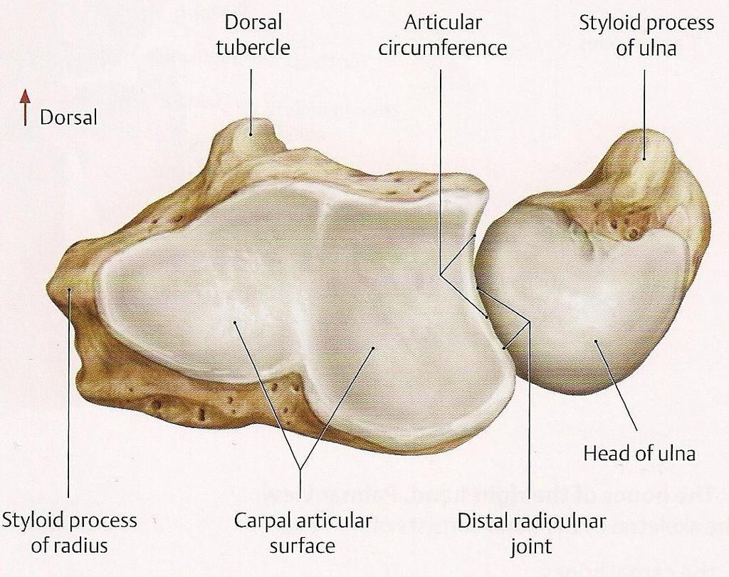 1/3 interno: costituitadalla faccia inferiore della fibrocartilagine articolare