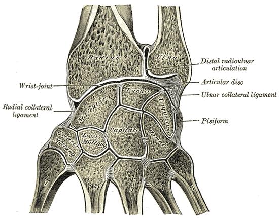 faccia distale dellafibrocartilagine triangolare Dunque, l ulna non rientra direttamente nel