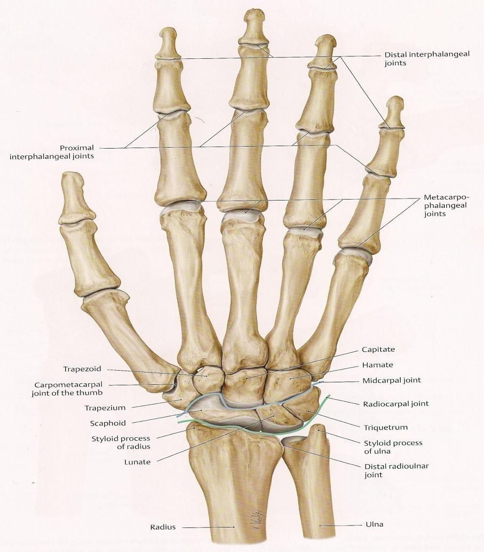 Articolazioni intercarpiche Si distinguono tre gruppi di articolazioni: Articolazioni reciproche delle