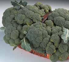 Broccoletti al kg - 32 % 1,68