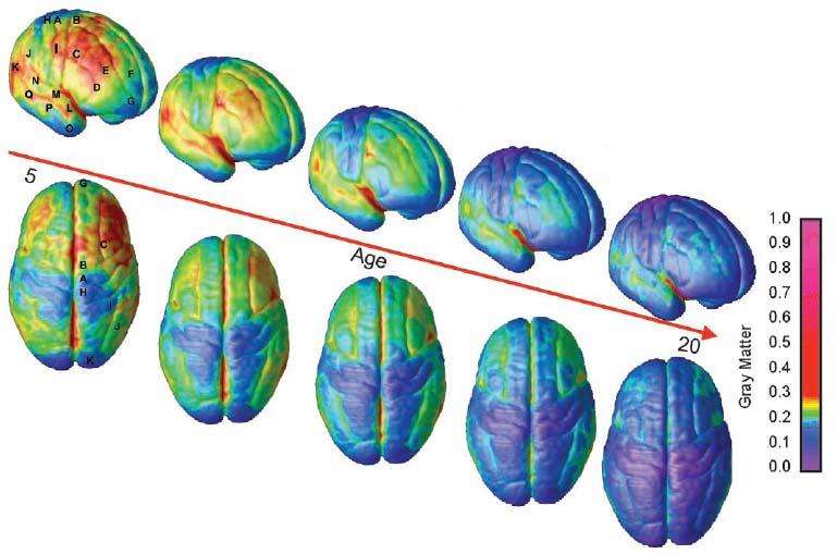 Maturazione cerebrale e bisogno di una nuova strategia di prevenzione La maturazione cerebrale si completa dopo i 20 anni Mantieni pulito il tuo cervello Nelle strategie di prevenzione