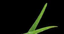 Sonya refining gel mask Ingredienti: Aloe Barbadensis Leaf Juice, Aqua, Glycerin, Dimethicone, Pyrus Malus Fruit Extract, Caprylyl Methicone, Ammonium Acryloyldimethyltaurate/ VP Copolymer, Sasa