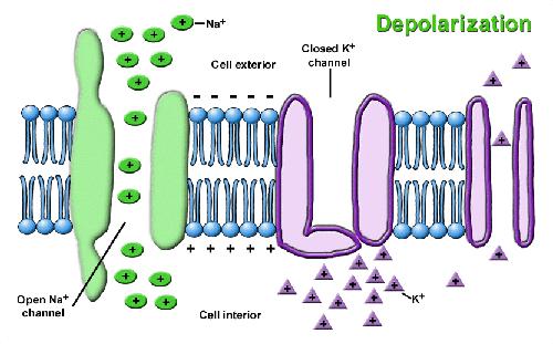 +40 E Na POTENZIALE DI MEMBRANA durante una DEPOLARIZZAZIONE +20 0 La DEPOLARIZZAZIONE della membrana viene prodotta dall aumento delle cariche