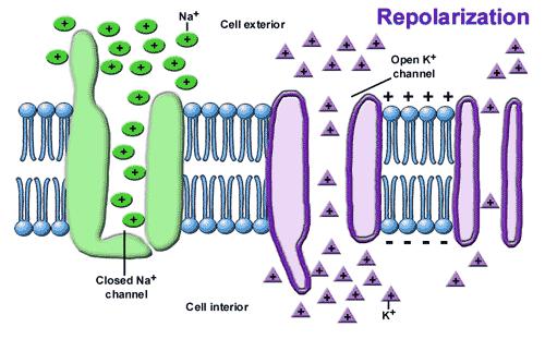 +40 E Na POTENZIALE DI MEMBRANA durante una IPERPOLARIZZAZIONE +20 0 La IPERPOLARIZZAZIONE della membrana viene prodotta dalla riduzione di delle cariche
