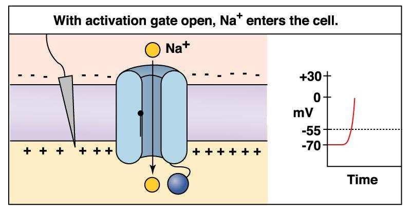 Il meccanismo alla base del potenziale G D]LRQH In seguito alla depolarizzazione la porta di attivazione si apre, il Sodio entra nella cellula e depolarizza