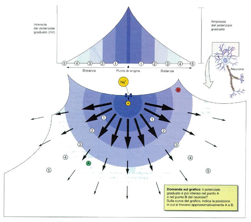 I potenziali graduati I potenziali graduati si registrano nei dendriti e nel soma e diminuiscono di intensità allontanandosi dal punto di origine.