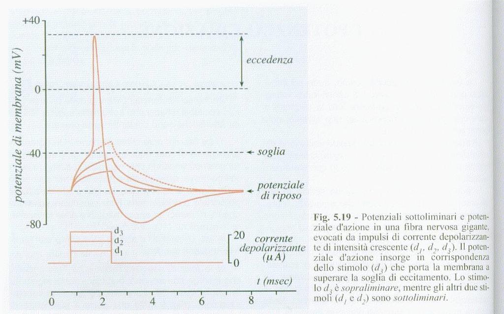 Potenziale d azione Risposta tutto o nulla Lo stimolo soglia deve fornire una quantità minima di carica alla