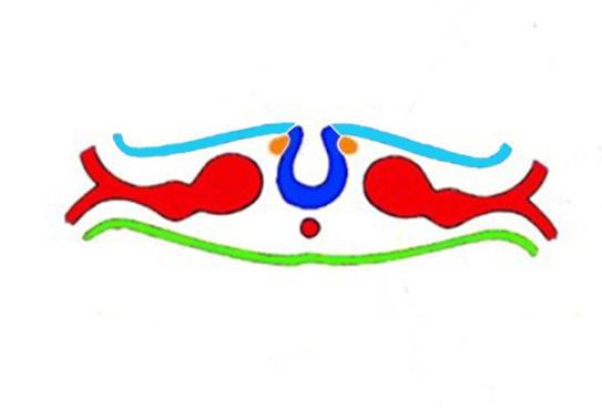 Neuroblasti Gangli sensitivi, midollare del surrene e tessuto cromaffine (A e NA) Mesenchima Mesenchima scheletogeno splancnocranio, parte del neuro- e del dermatocranio,